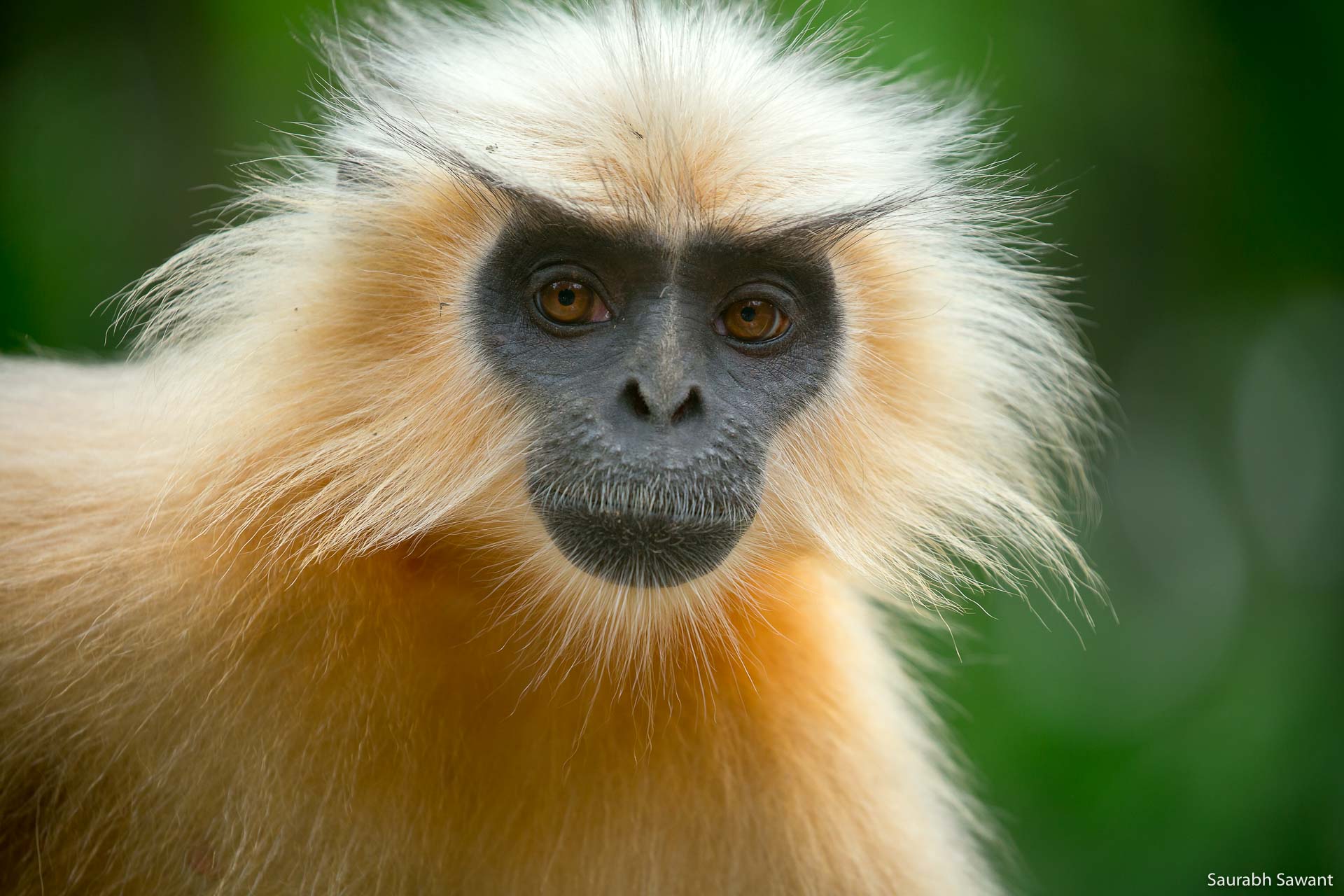 Gees' Golden Langur can be seen well in our primatewatching tours in India.
