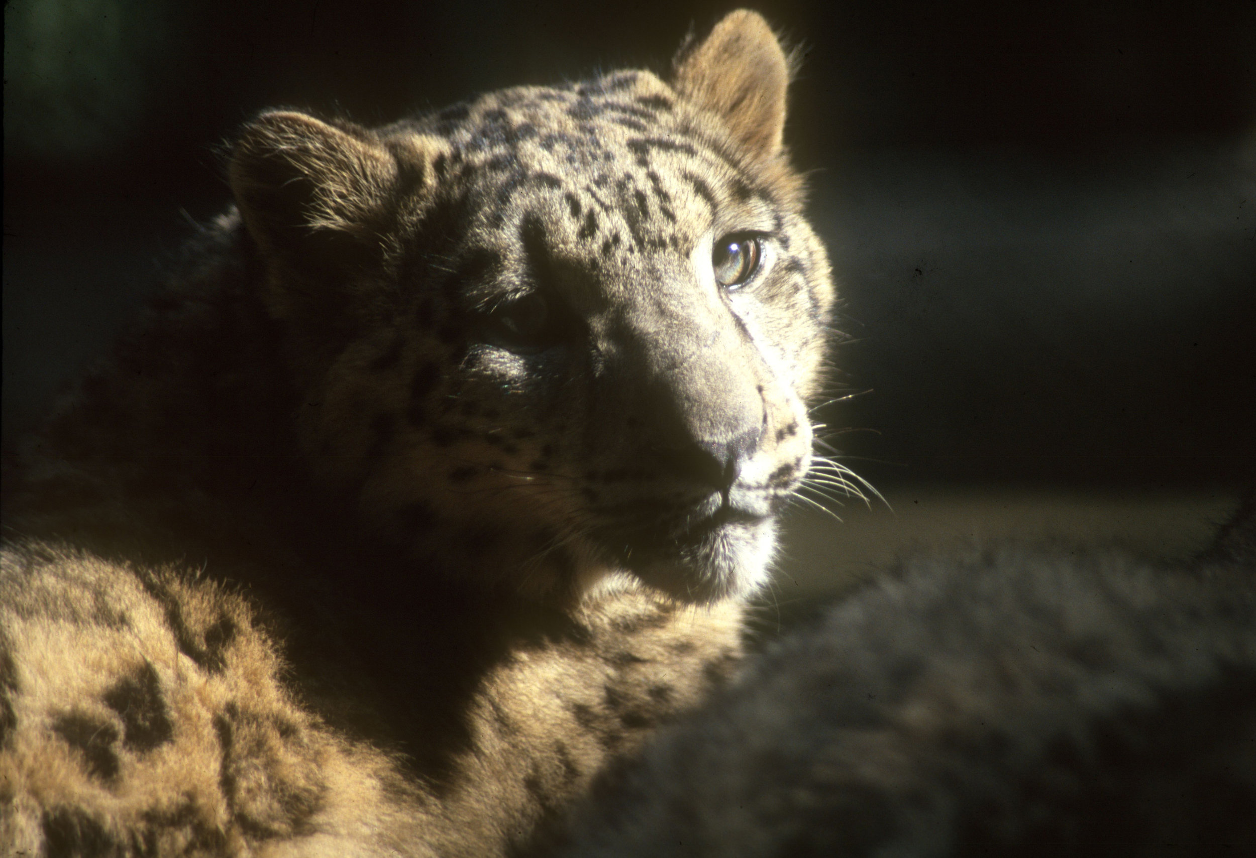 Snow Leopards are one of the four big cats of India!
