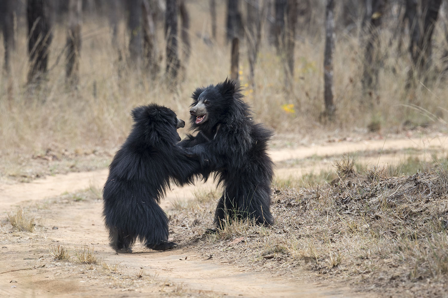 Two sloth bear settling an argument!  