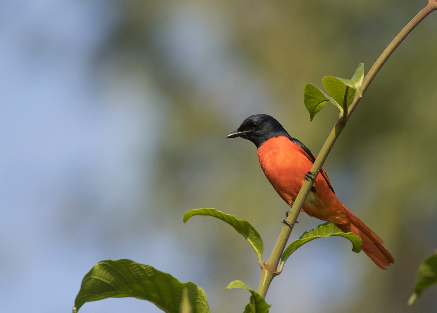 Birdwatching tours to India - Scarlet Minivet is always a treat!