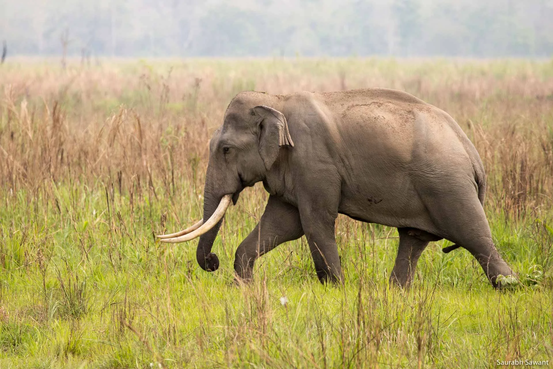 Indian Elephant