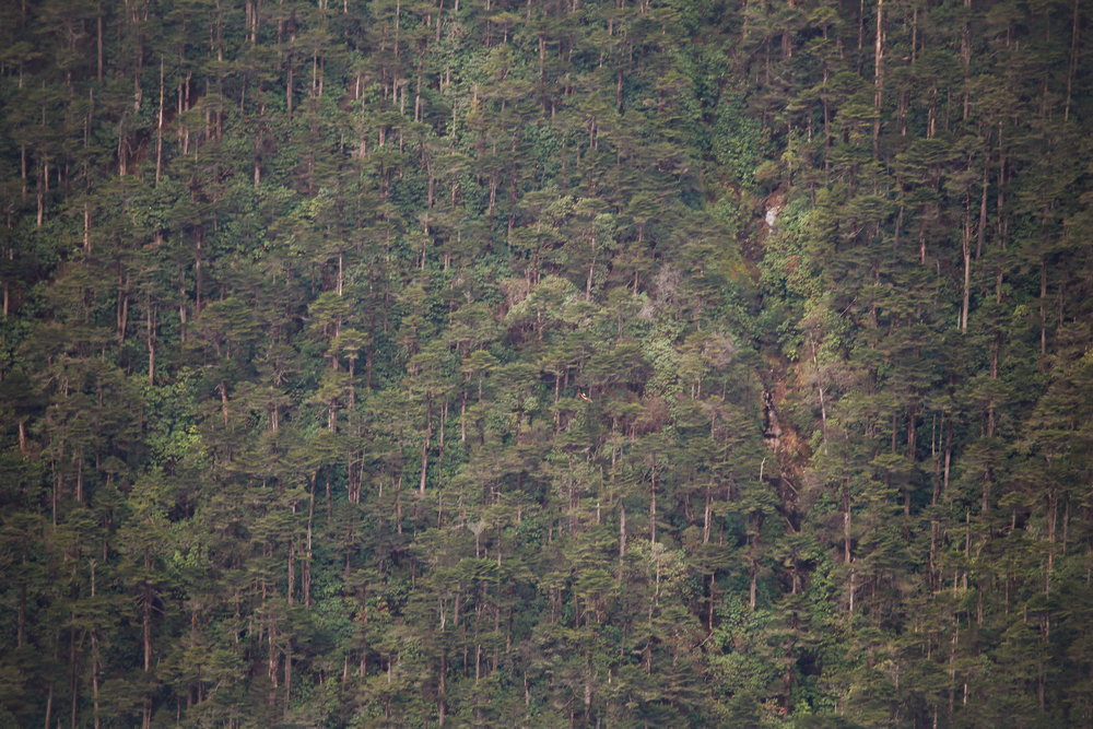 Forests of Arunachal Pradesh