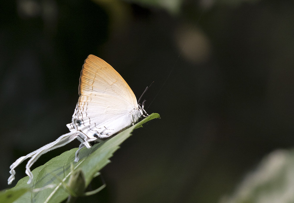 Common Imperial Butterfly
