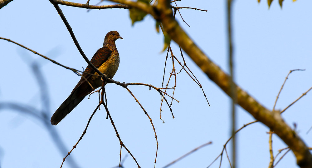 Bar-winged Cuckoo-dove