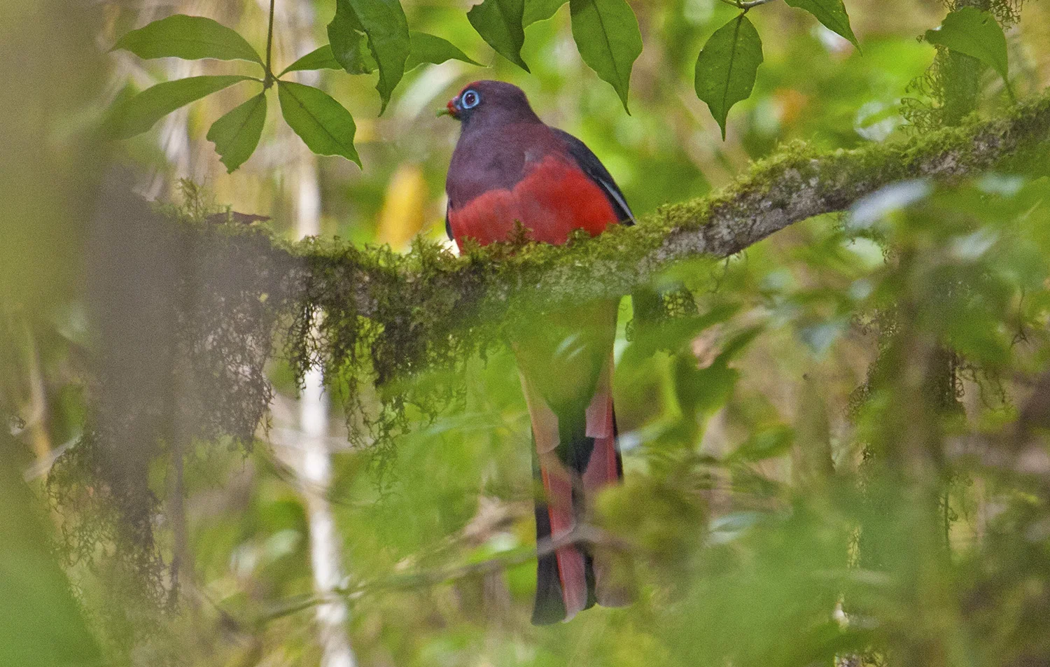 Ward's Trogon