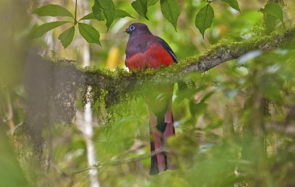 Ward's Trogon