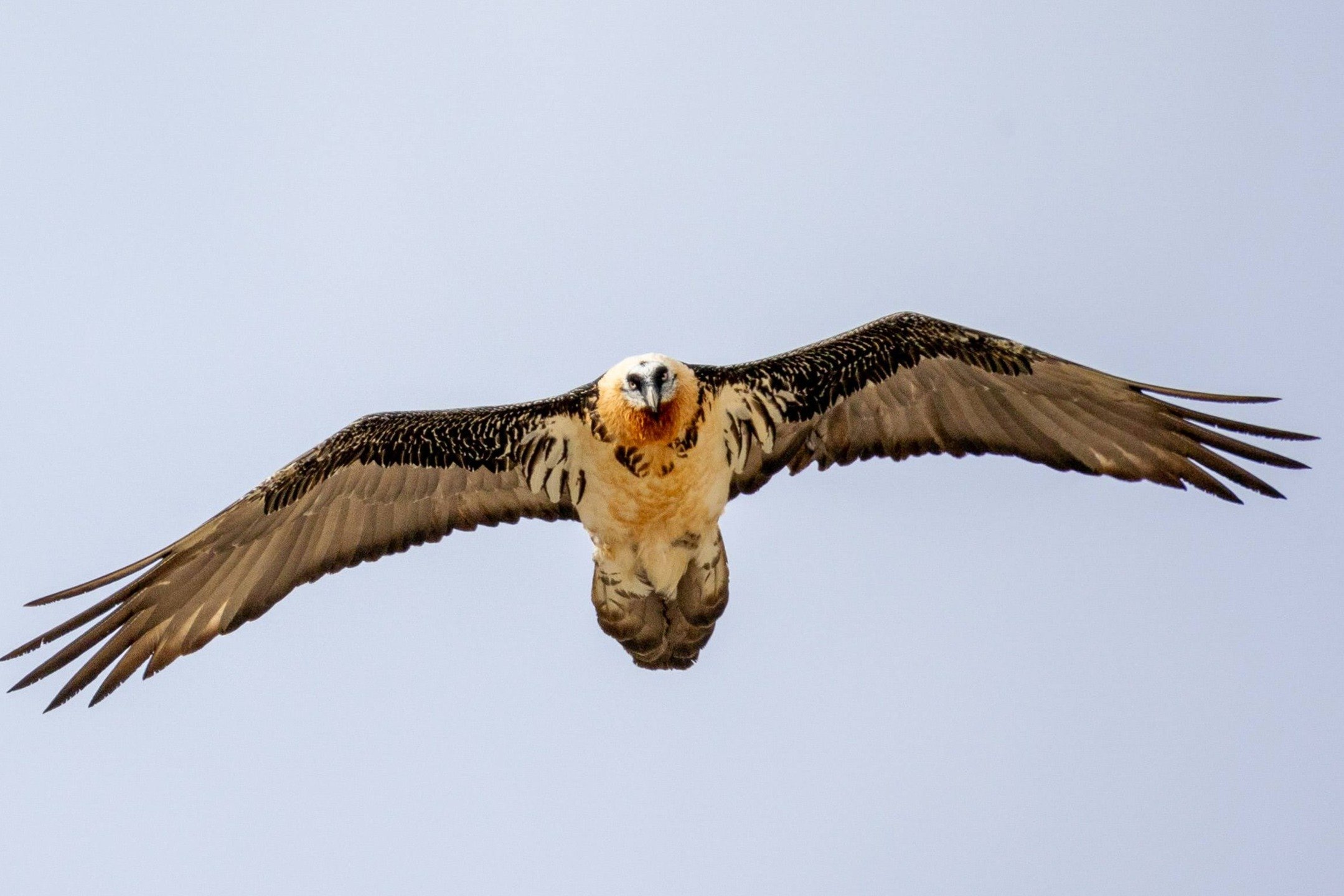 A Lammergeier soars past our group while they were scanning for wildlife &amp; birds. A very close encounter with this majestic bird. For private or solo bird &amp; mammals photo-tours - do DM us and keep following our posts.