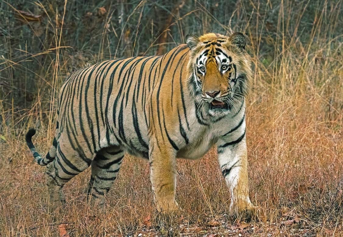 Chota (small) Dadiyal (Bearded) is a massive male tiger in his prime in the Mohurli area of Tadoba. 

Born to Patlinbai or Kon Patlin and Dadiyal (means bearded - referring to the thick fur around the head) he and his brother were sighted in the Shir