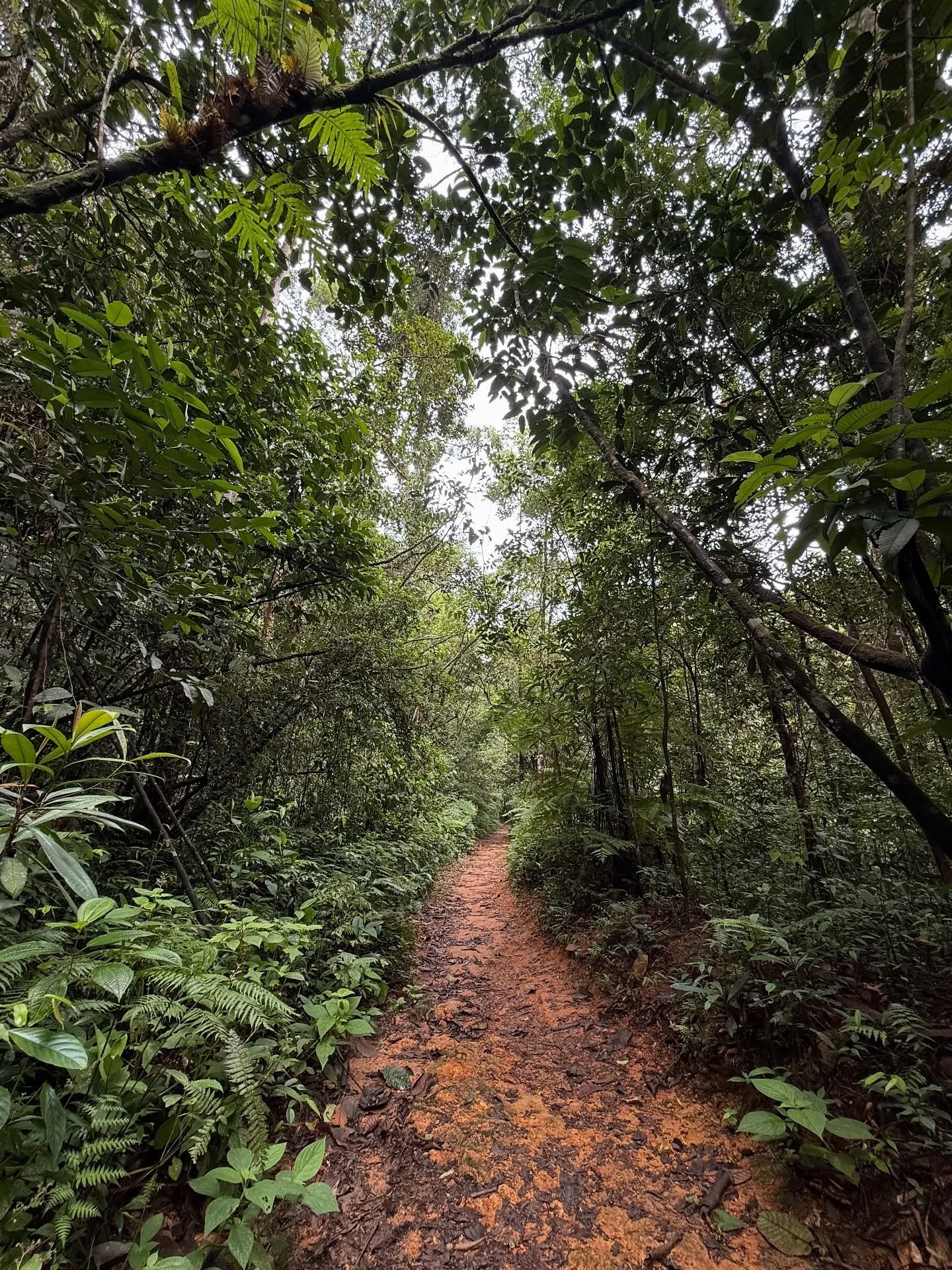 The emerald island hides some amazing gems in its deep dark forests - we explored the forests of Sinharaja, Kitulgala, Yala, Nuwara Eliya and about to explore the forests of Sigiriya soon - amazing explorations