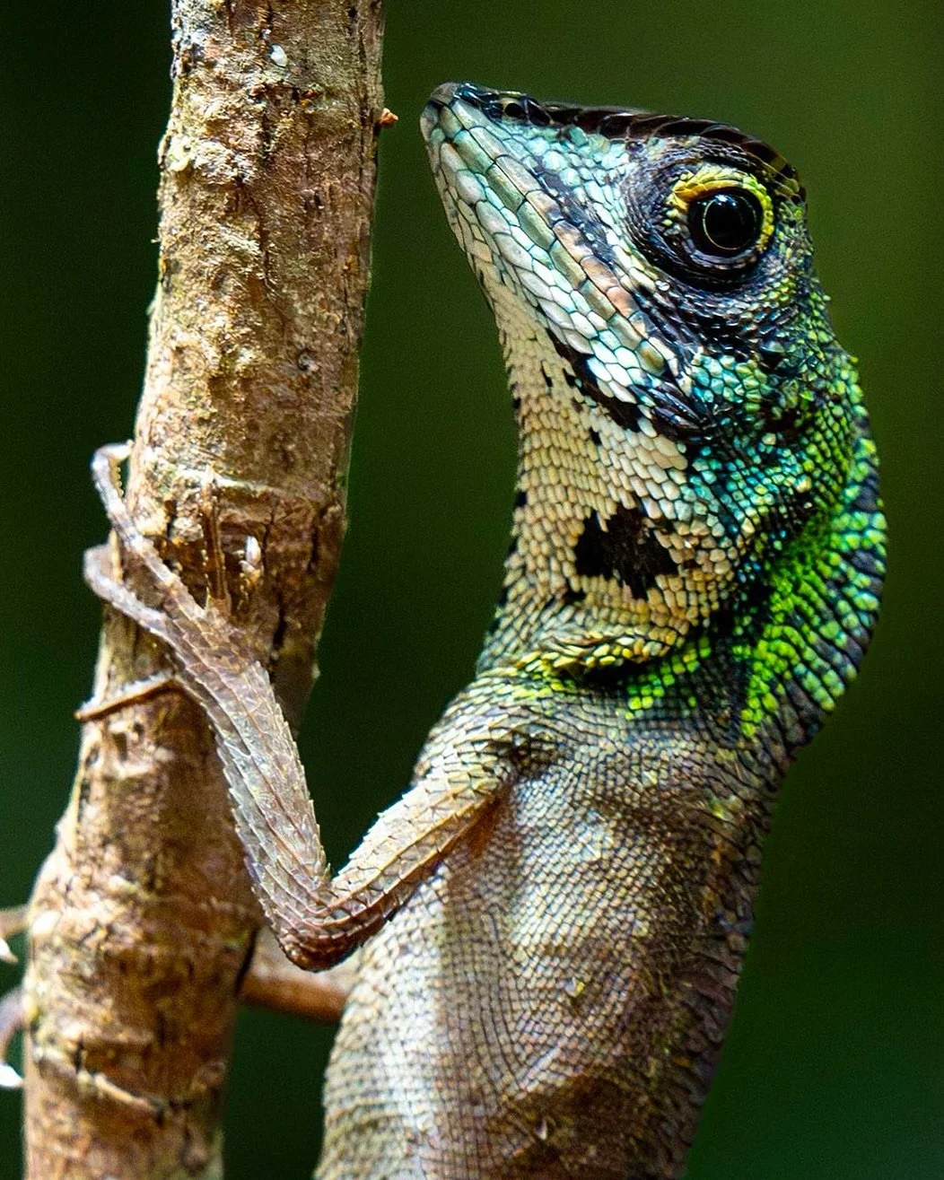 A male Kangaroo Lizard gives us a close up look in the magnificent Sinharaja rainforest in Sri Lanka! The magical rainforest is home to a no of amazing reptiles, a curious thing about the lizards of Sri Lanka is that many of them (not this one though