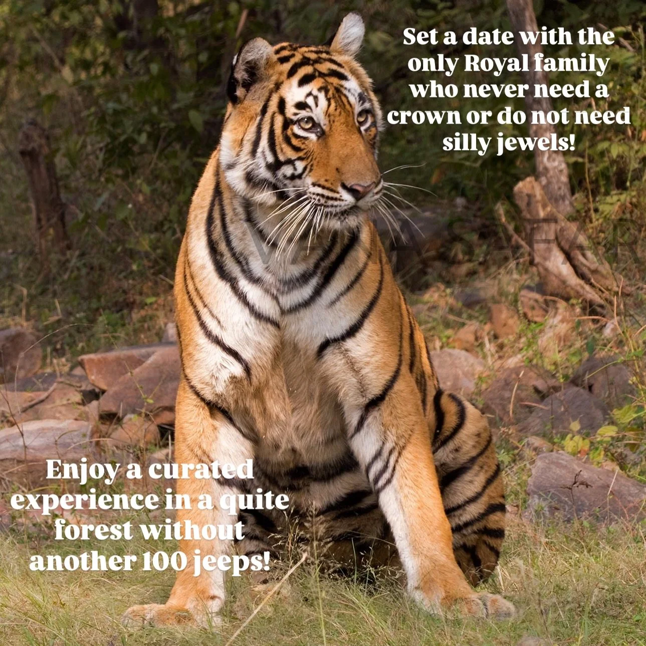 The safari in a tiger reserve should not be in a crowded space with lots of people queuing up for photographs, be in touch with us to know how to avoid it and where you can be without the crowds hassling you!
