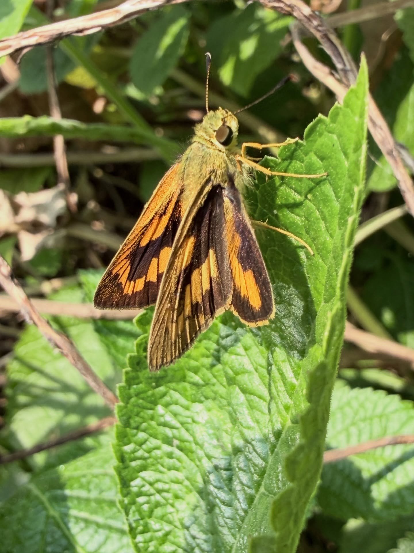 Butterflies always bring a smile on everyone&rsquo;s face! Ever been on a slow paced butterfly watching tour? 
Watching them as they fly around you and  sometimes sit on your face. DM us to know more about our slow paced tours.