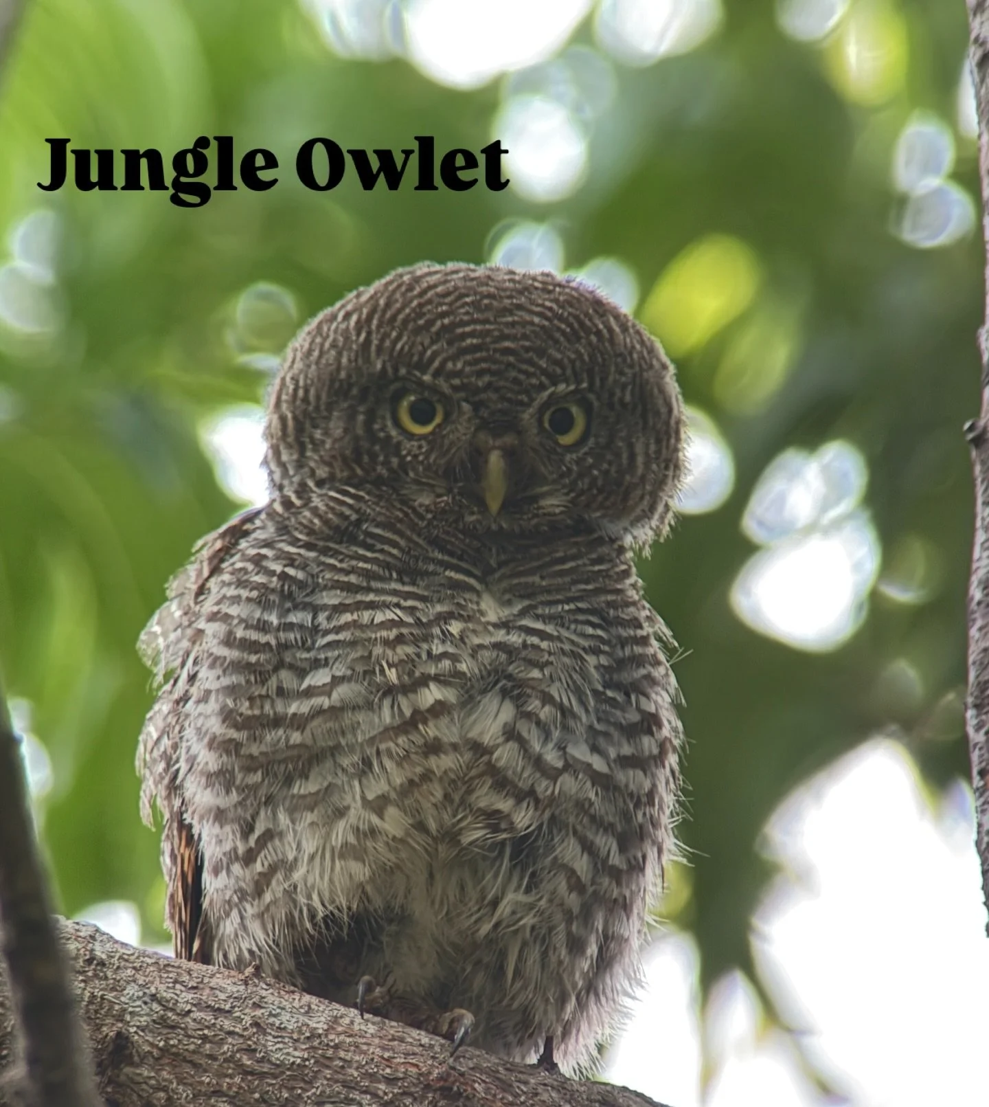 As I&rsquo;m just about to start a tour - this image reminds me of my days as naturalist in Kanha where the Jungle Owlet was very common and we used wake up and sleep with comforting crooning of the owl. It was always fun to see them, find them and w