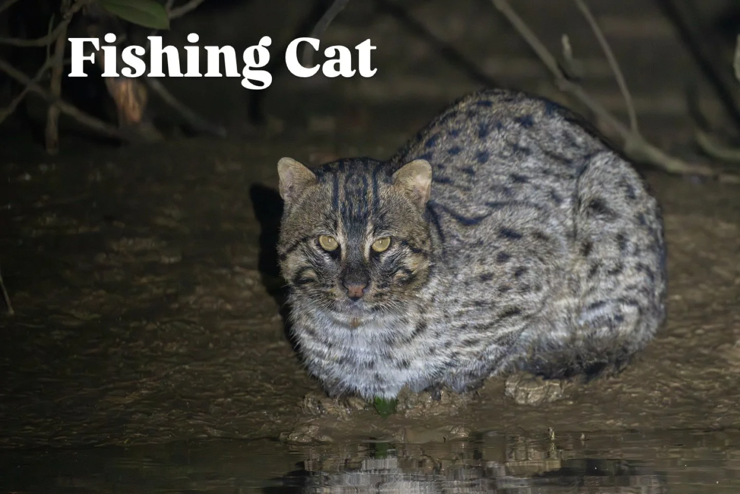 One of the smartest wild cats is definitely a Fishing Cat, very bold for its size and really clever as nature has given it some amazing tools which helps the catfish in the swamps. 
We have been offering small cat or a number of years with mixed luck