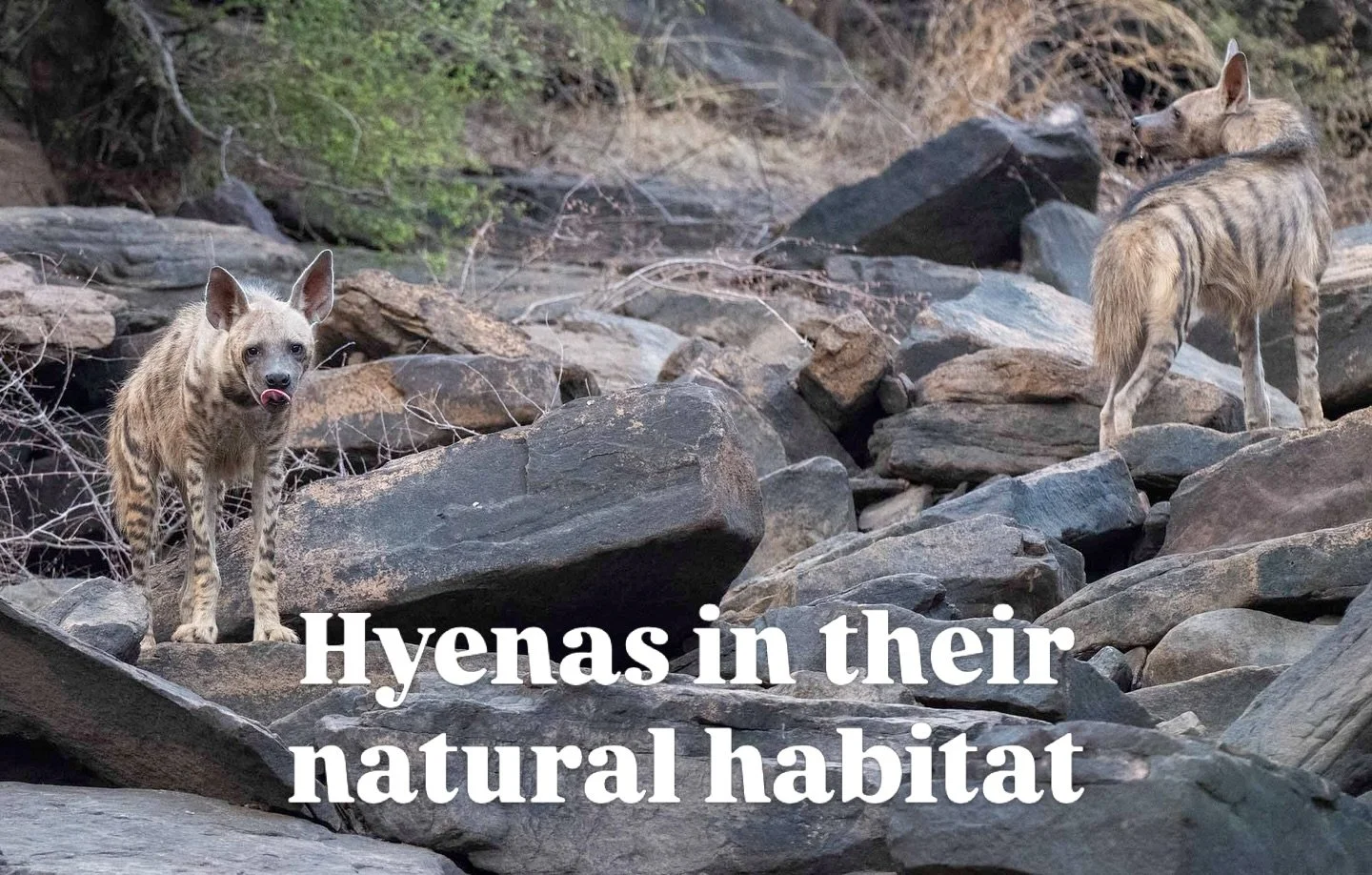 Two Striped Hyenas - possibly mates, sighted on our tour in Kailadevi, Rajasthan. We have had good success with our small mammals tour and we hope to continue with that success in the coming years. 

We had @nature_by_bozon staying at the beautiful @