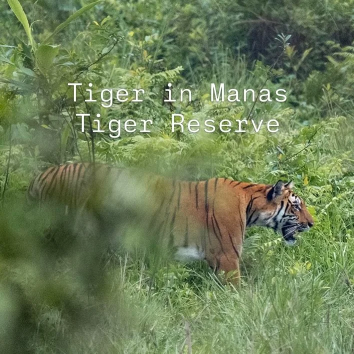 Manas Tiger Reserve and national park is very well known for birds &amp; its wildlife. However with thick vegetation seeing mammals is never easy, so we were pleased as plum to get this beautiful female - cherry on the cake was that it was ambushing 