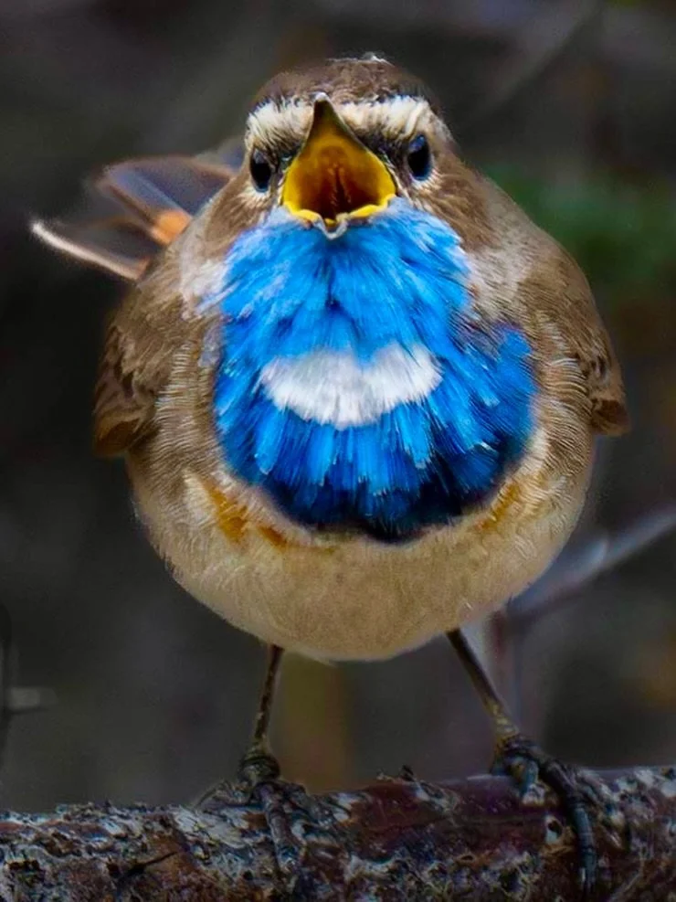 Bluethroat!!