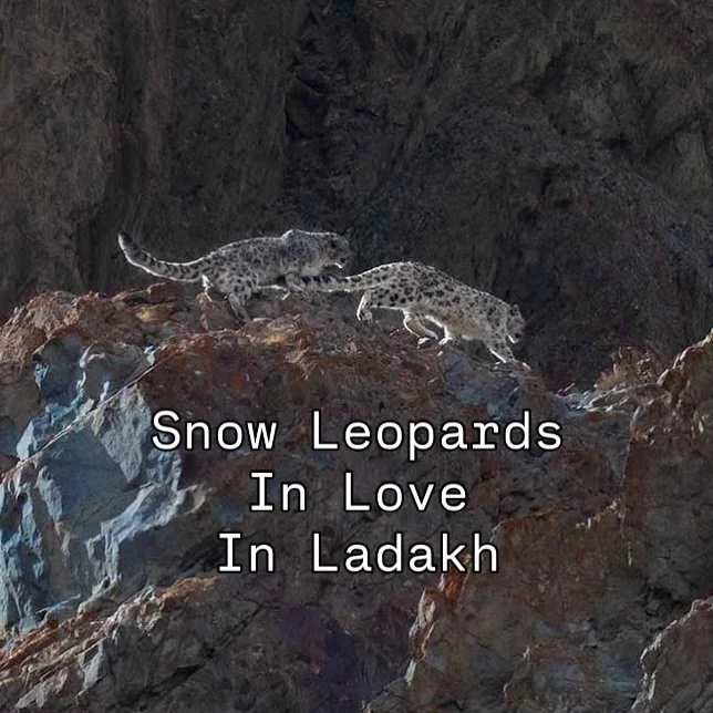 In Ladakh and still the memories of the last trip keep me up in the night! If you wish to see a Snow Leopard in the wild DM us.