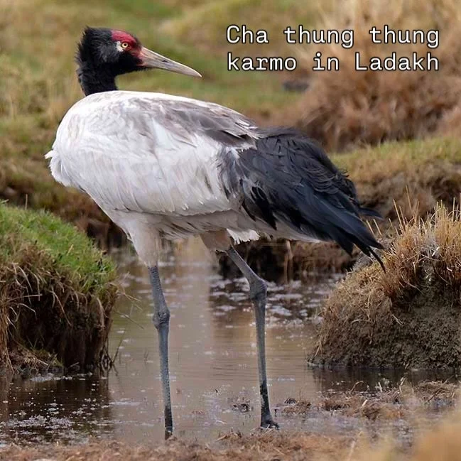 The elegant black-necked crane flies, all the way from places like Bhutan and other north eastern parts of India into Ladakh to breed. Here the locals have a far more interesting name than the English name of the bird and they call it &lsquo;Cha thun