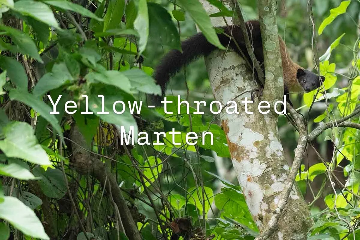A gorgeous Yellow-throated Marten that entertain us well over 20 minutes in Manas in Assam. 

Manas is definitely one of my favourite parks has one never really knows what surprise it will throw. 

Less crowded in Kaziranga, and in my opinion, more e