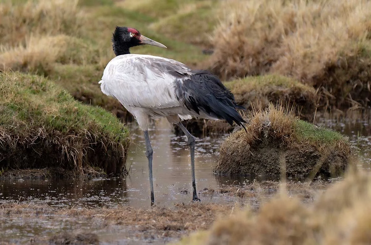 Blackneckedcrane_1.JPG