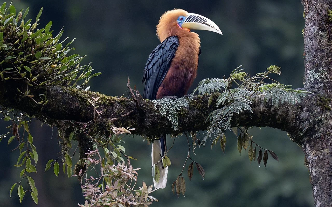 Rufous-neckedhornbill_1.JPG