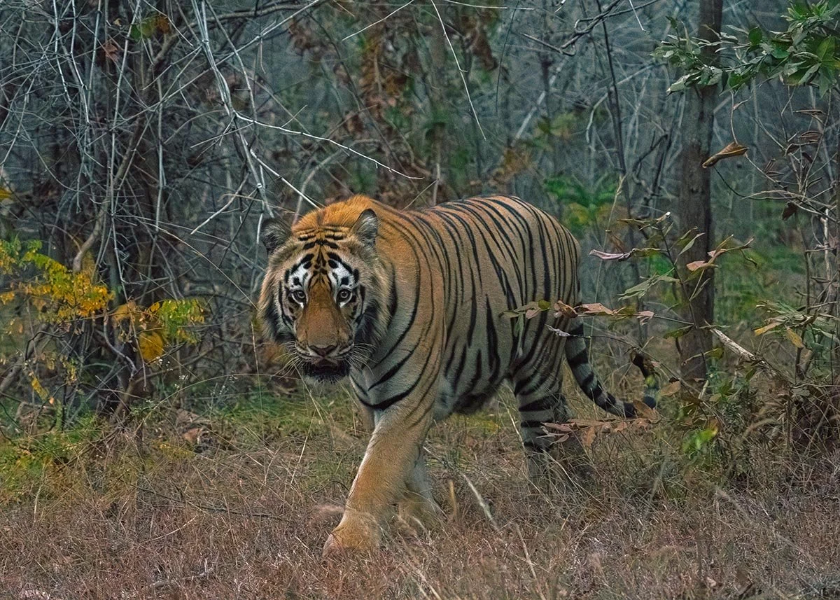 Tiger in natural habitat