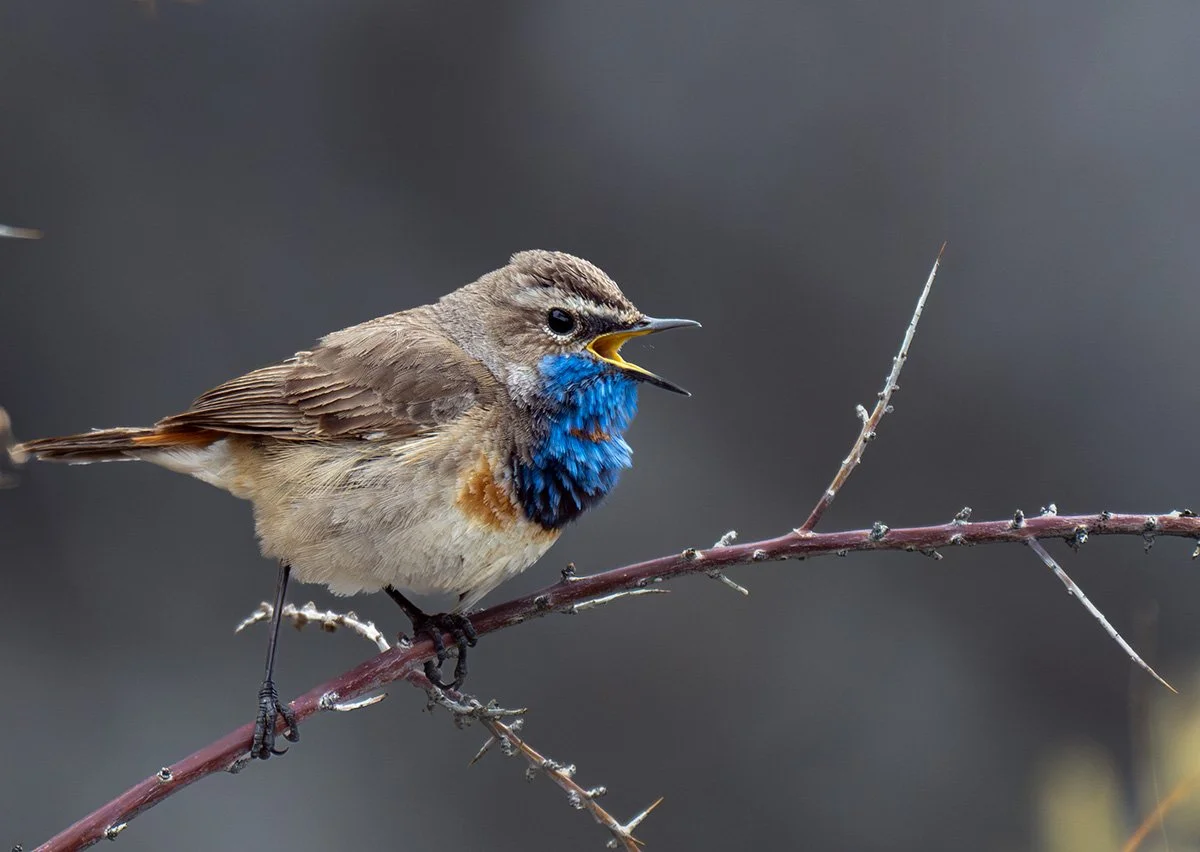 Birdwatching & Bird Photography Tours in India, Sri Lanka, Nepal, Bhutan & Thailand