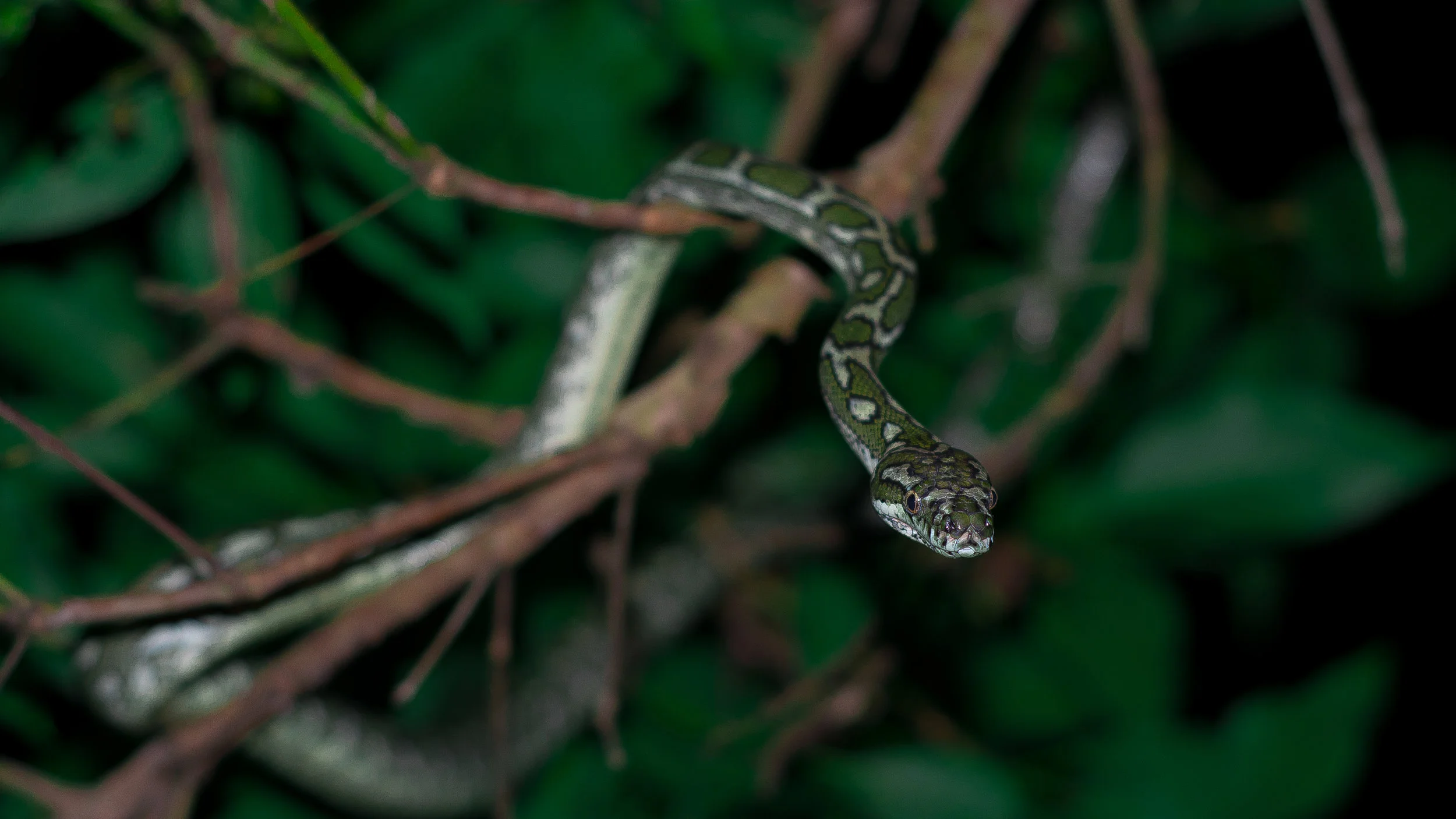tree snake.jpg