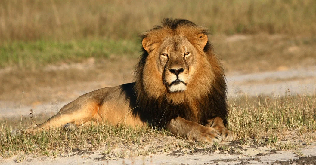 The highlight of our trip to Africa was going on safari in Kenya and South Africa. We had many wonderful opportunites to film Water Buffalo, Elephants, Lions, and Rhinos and many, many other animals. Finally, in Maasai Mara, after several days, we spotted an elusive Leopard peering out at us from behind some bushes to complete the "Big Five" . The footage in this video is culled from Maasai Mara & Nairobi National Park - both in Kenya, and Kruger National Park in South Africa. In Kruger, we were on our own in our own vehicle and, at times, we would come across a magnificent elephant, or lion blocking the road.