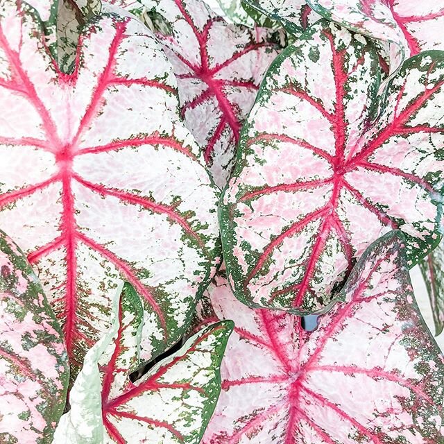 Finally got my hands on some new plant babies today. This one is the caladium aka angel wings, needing some angels around the casa lately. 💗 #crazyplantlady #caladium #loveliatx #austinblogger