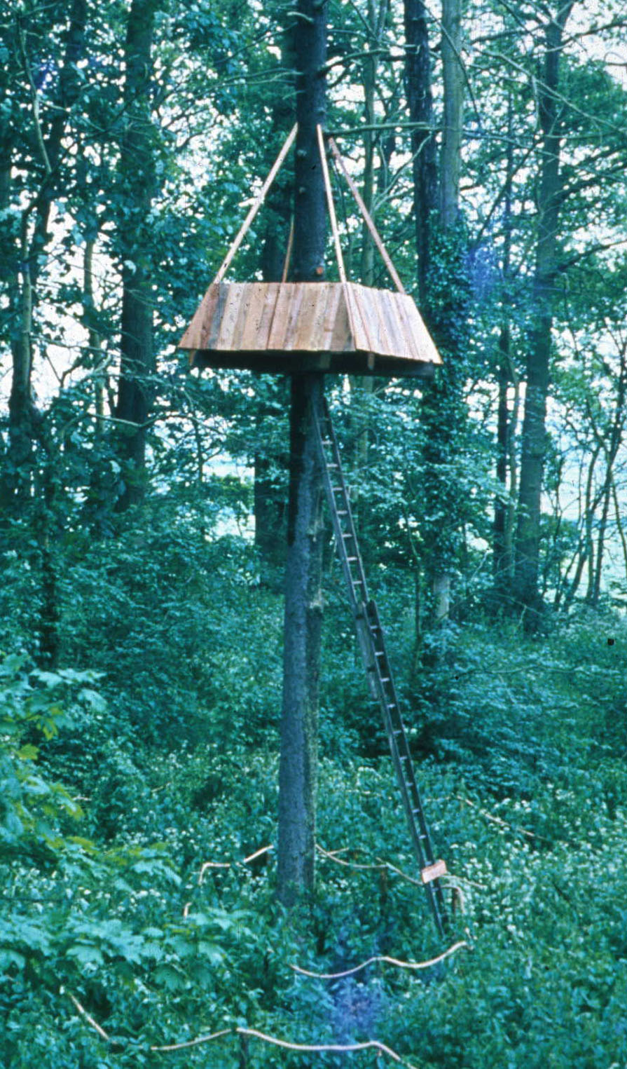 treehouse.jpg