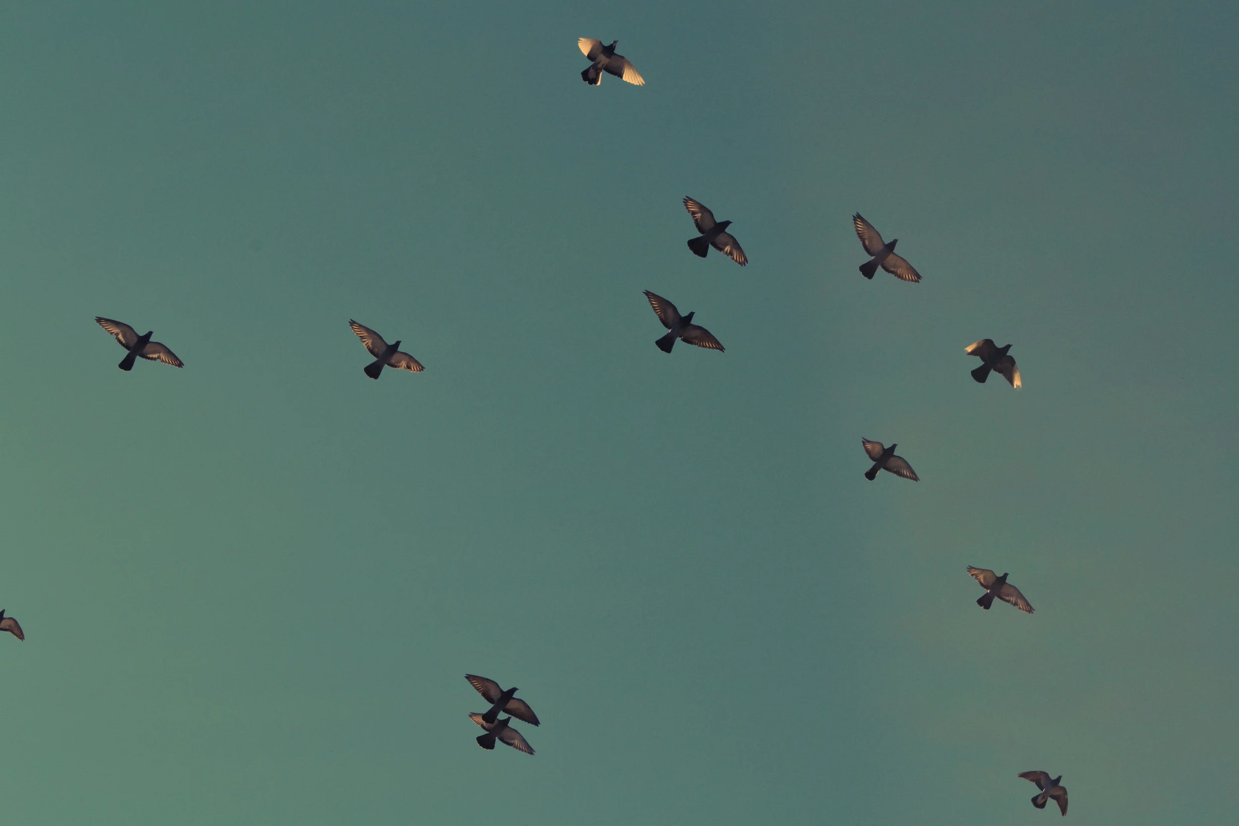 flock.jpg