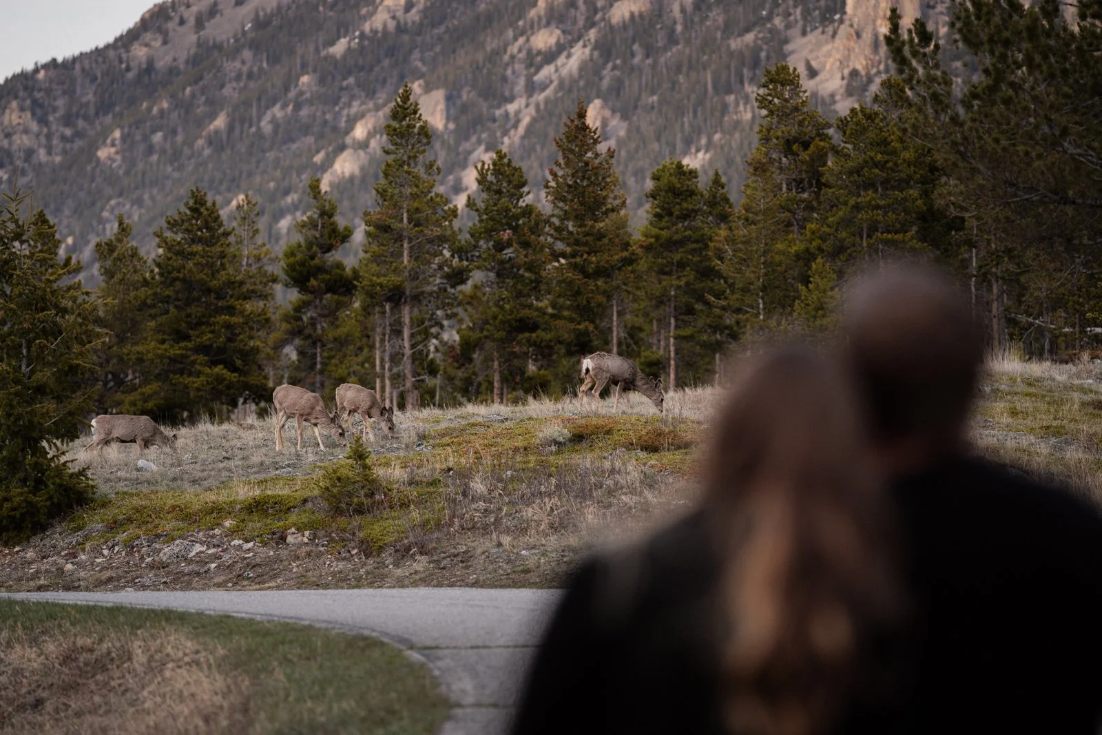 Mule deer grazing in the mountains during an engagement session near Red Lodge Montana