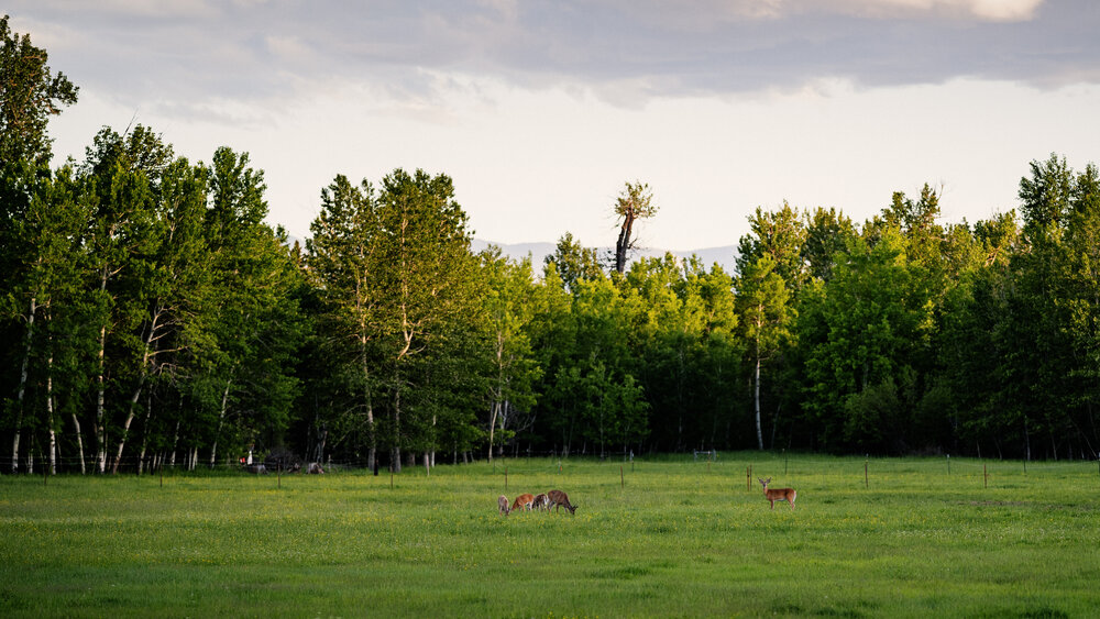 Quaking-Aspen-Ranch-Montana-Wedding-Photography-Reception-30