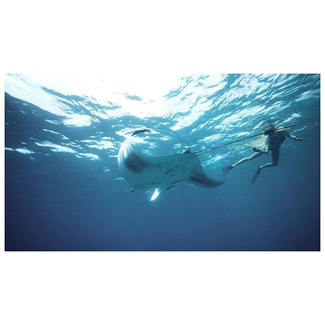 We met an alien today || #mantaray #antigua #underwaterphotography #ikelite #sonyalpha @momowils @ikelite #weekendvibes