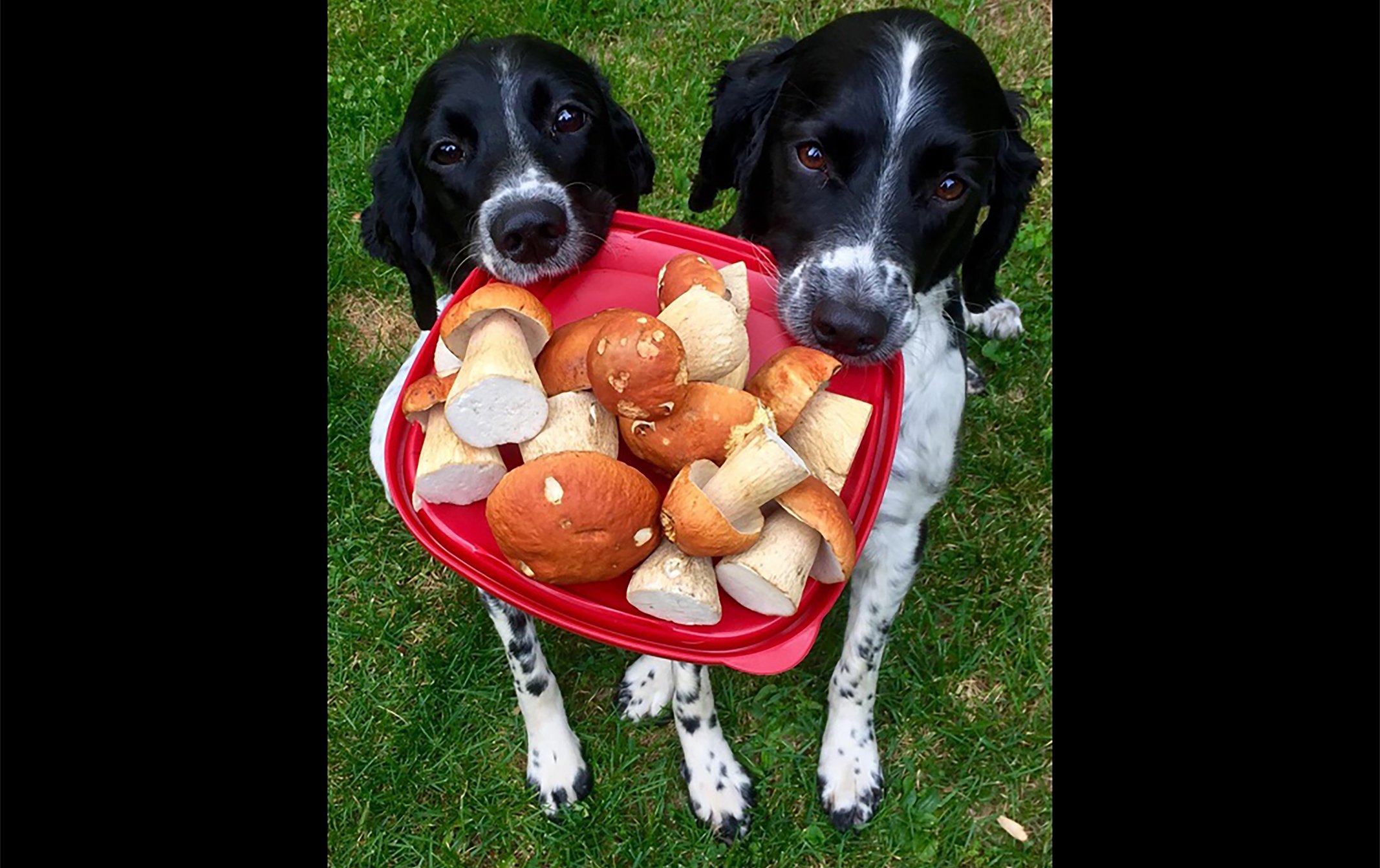 dogs_.jpg