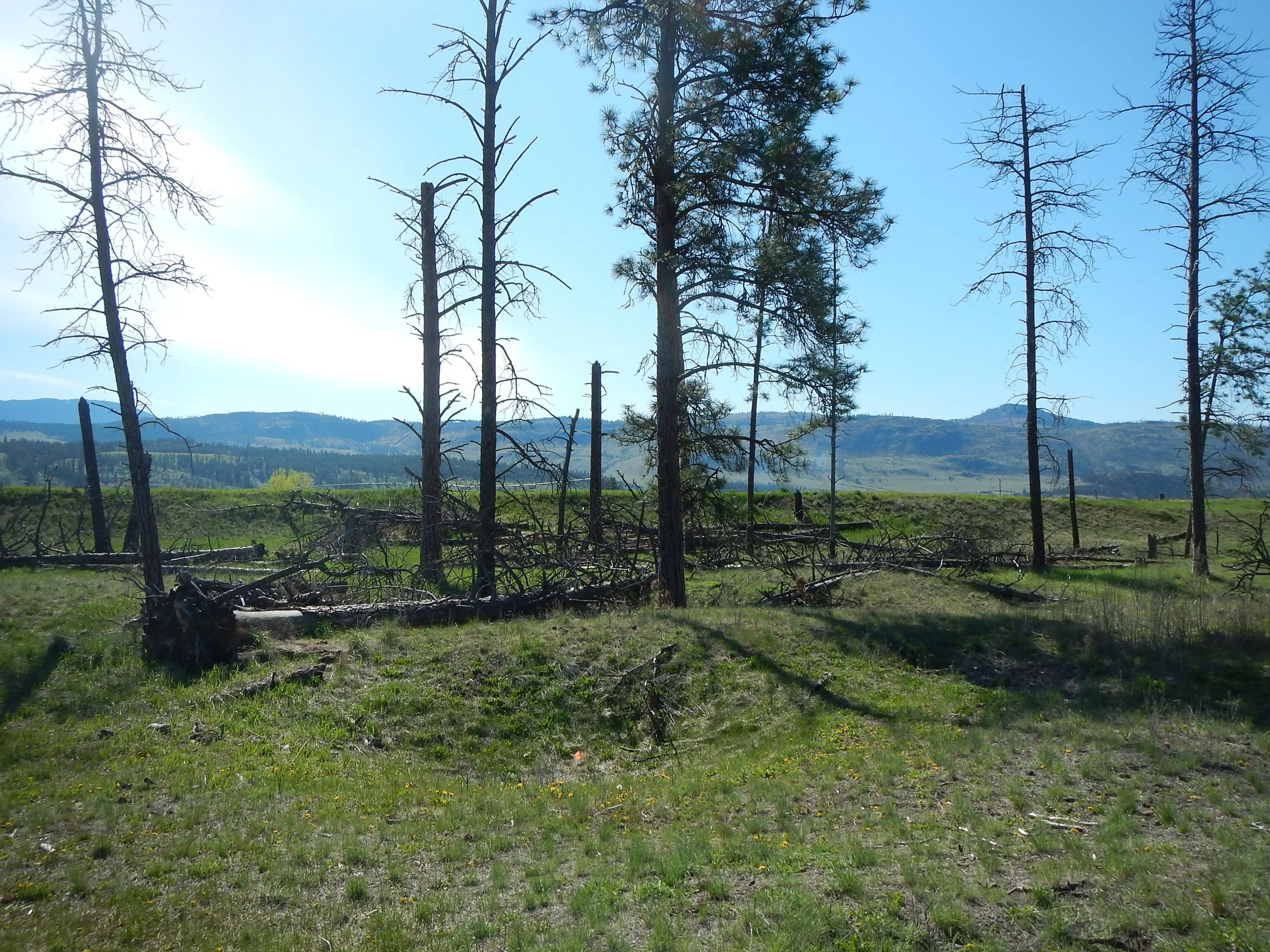 Exploring Cultural Depressions