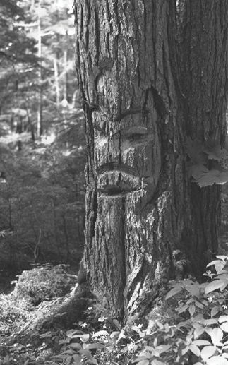Gitxsan arborglyph, Michael Blackstock photo.png