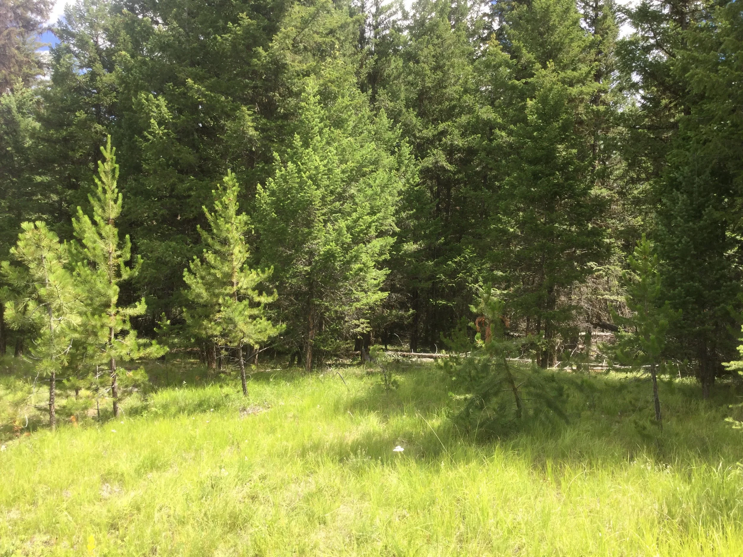 Archaeology in the Forest