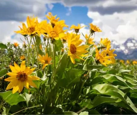 Some food for thought about past crops