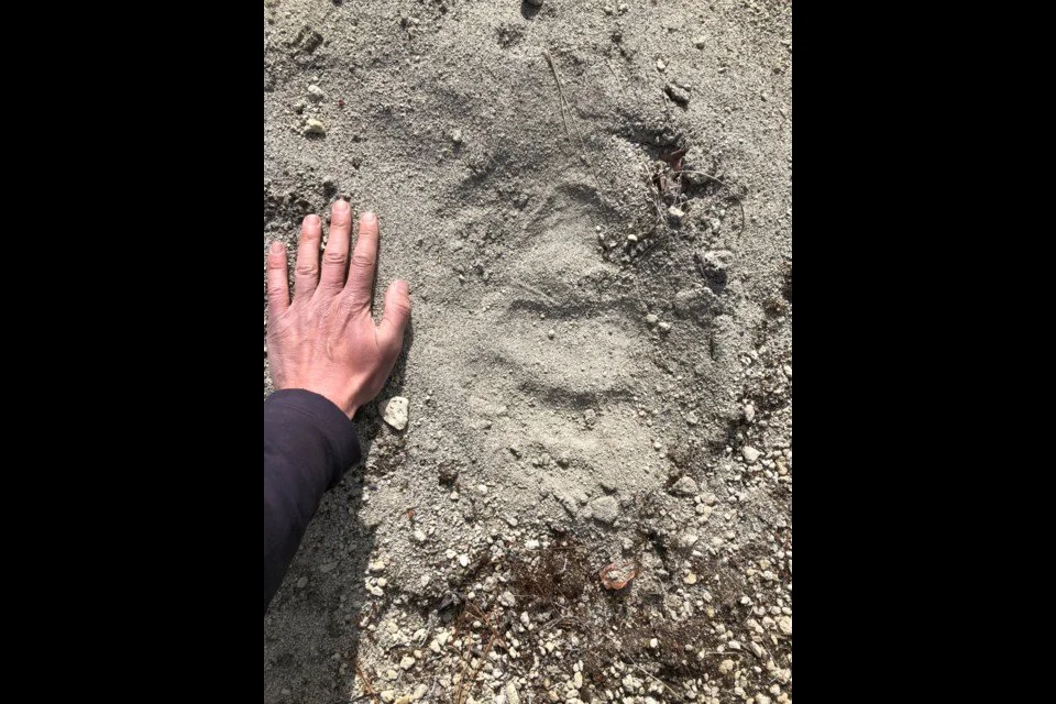 Finding Ash A river of ash nets historic catch — Republic of Archaeology