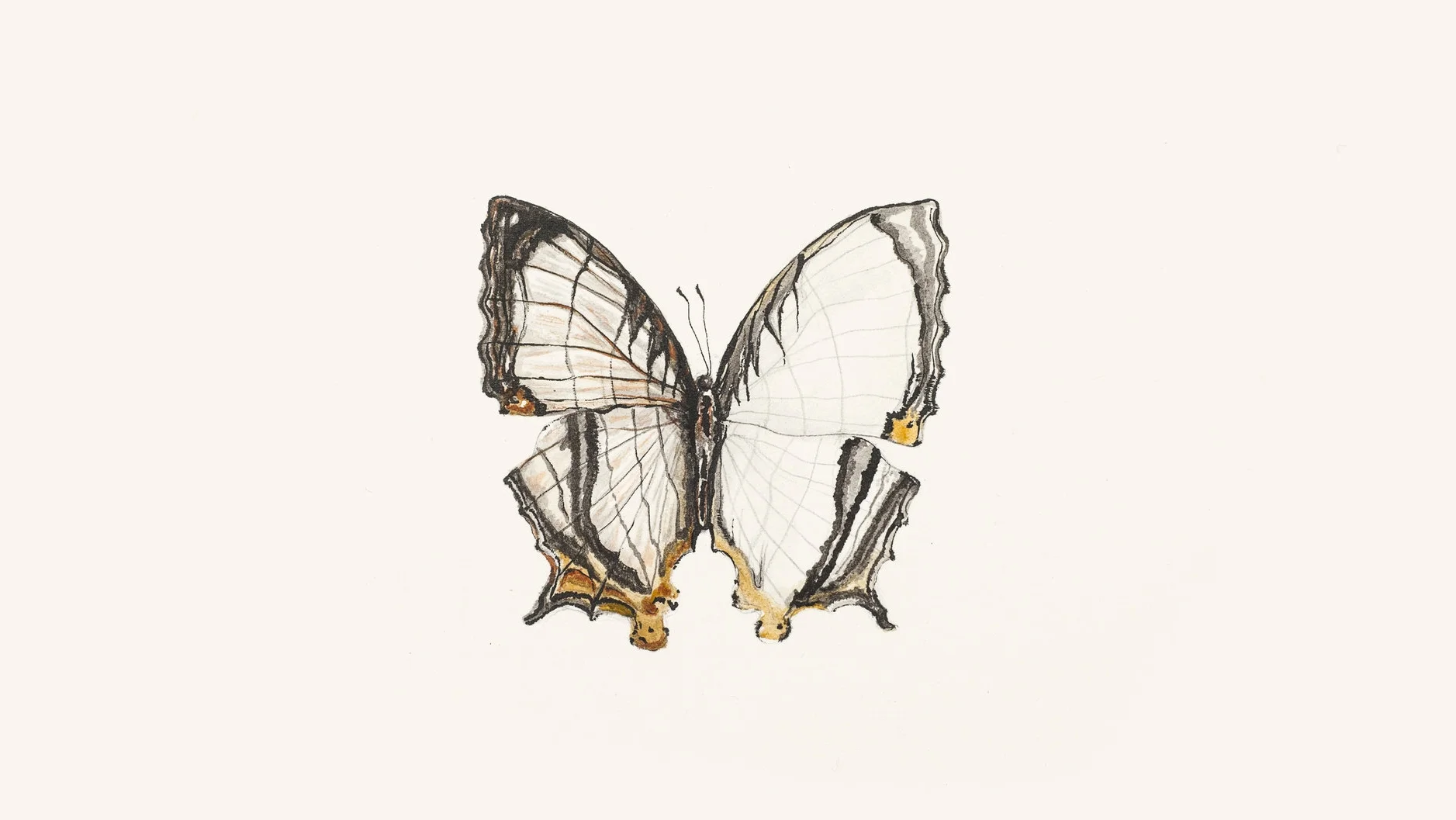 ilustração borboleta “the common map“ ( Cyrestis thyodama )