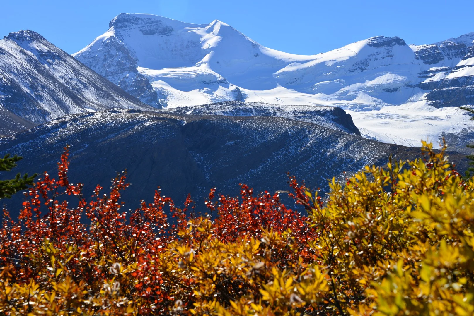 Mt Athabasce from Wilcox trail.jpg