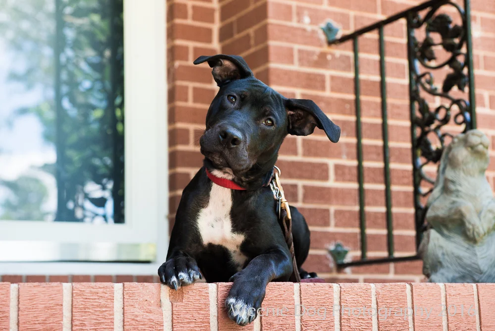 What Shapes Your Dog’s Behavior