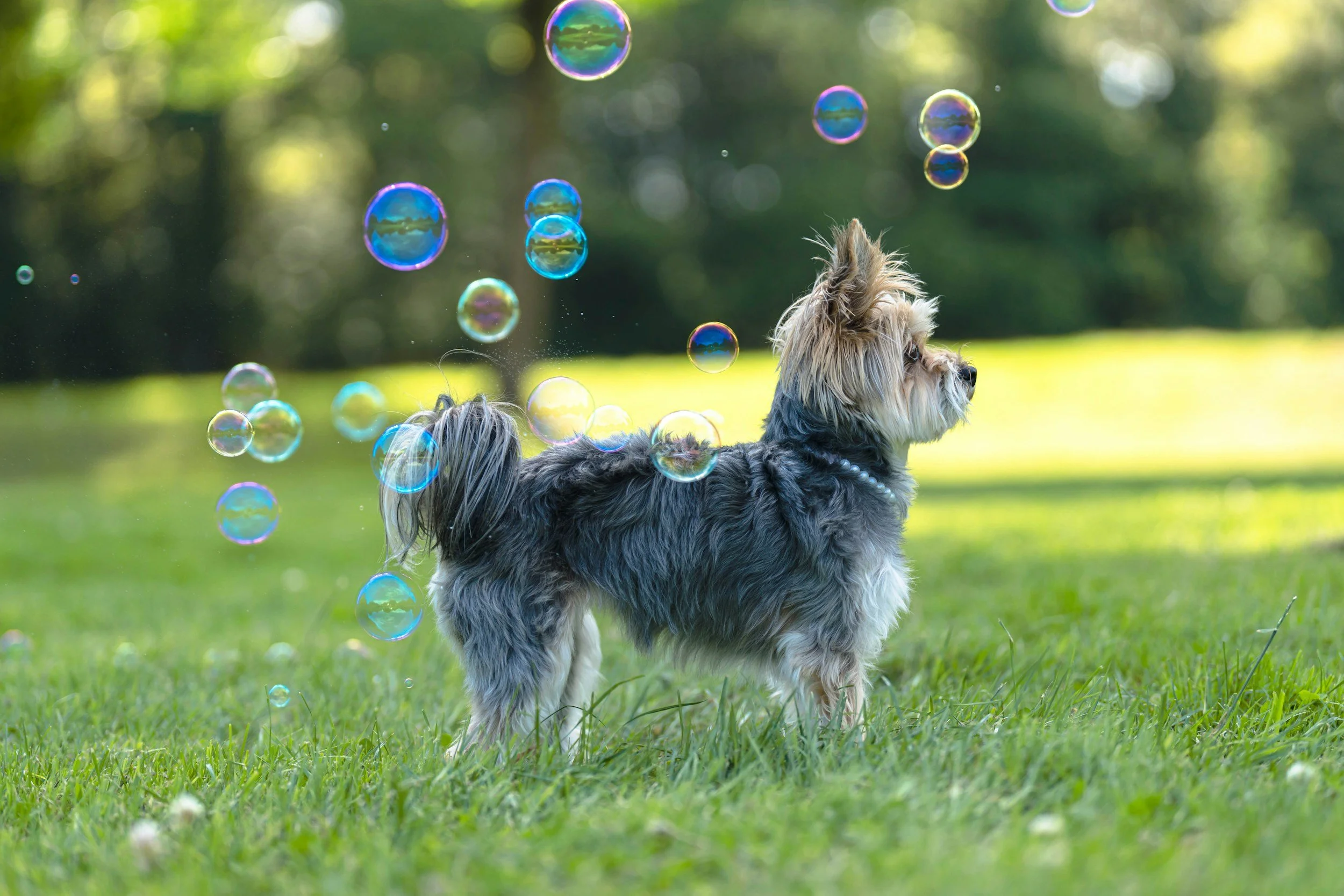 Socializing an Adult Dog: How to Build Trust, Confidence, and Calm Neutrality