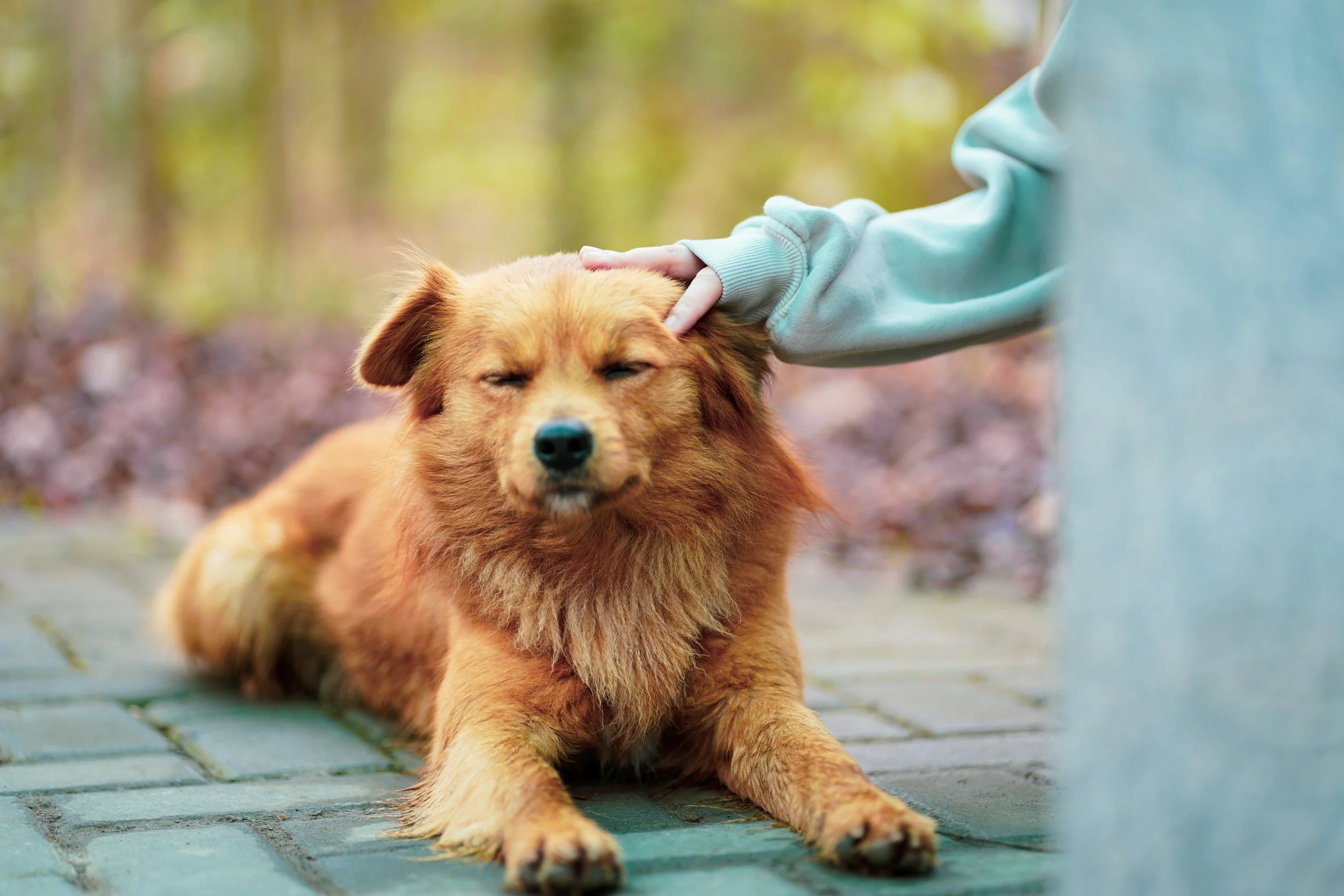 Dog Bite Prevention Safety Tips