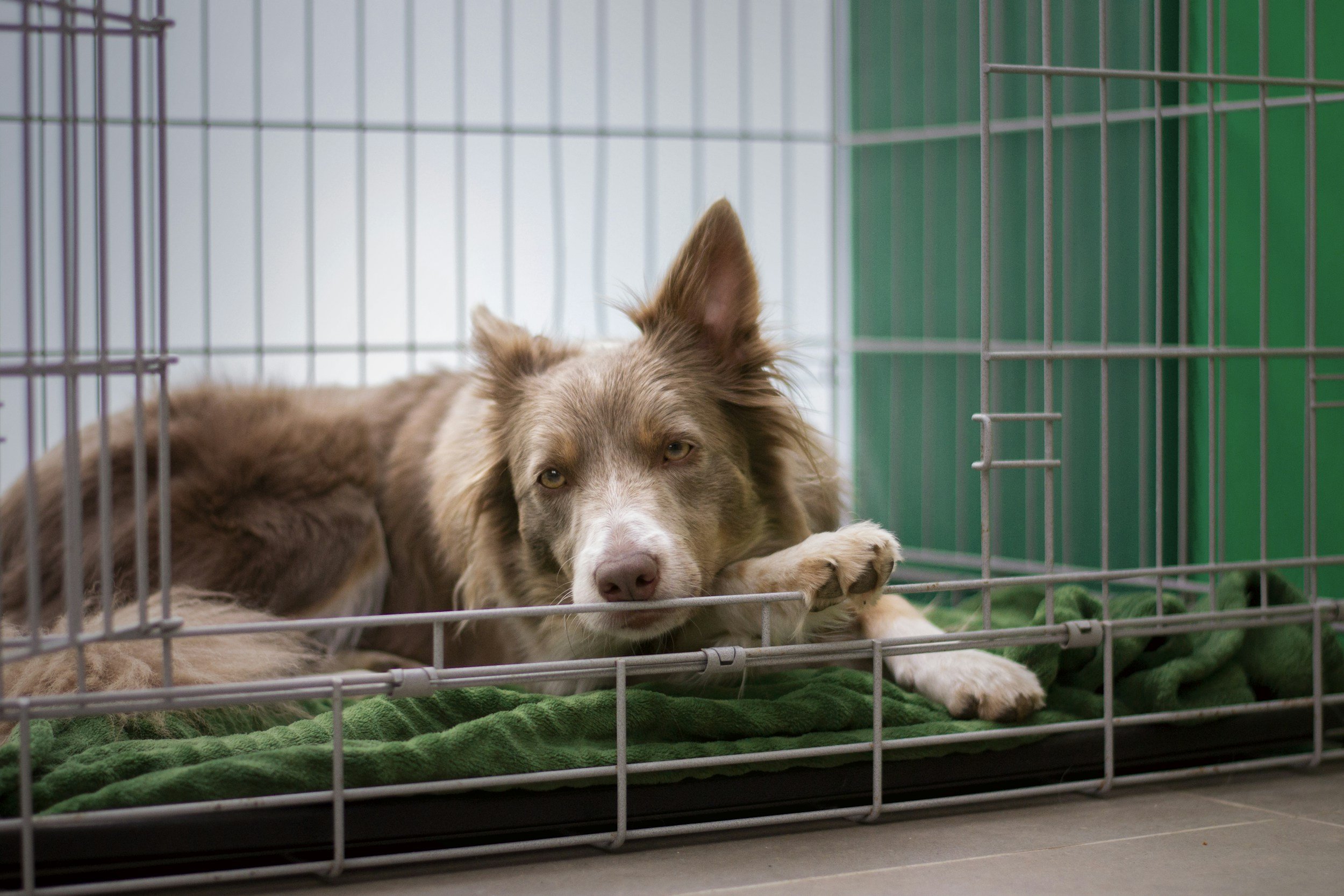 dog in a crate