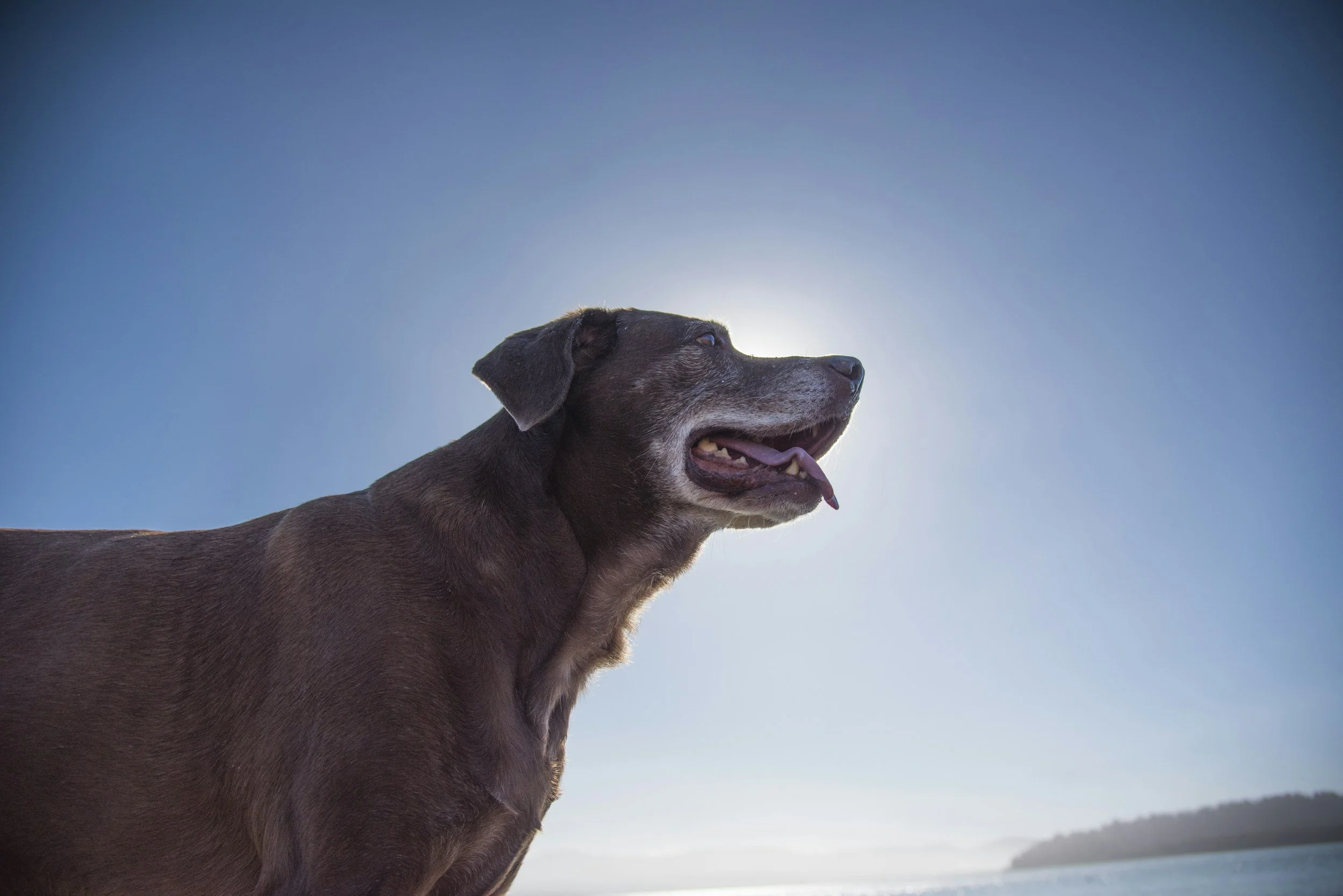 When Your Dog Is Not Misbehaving - They Are Struggling