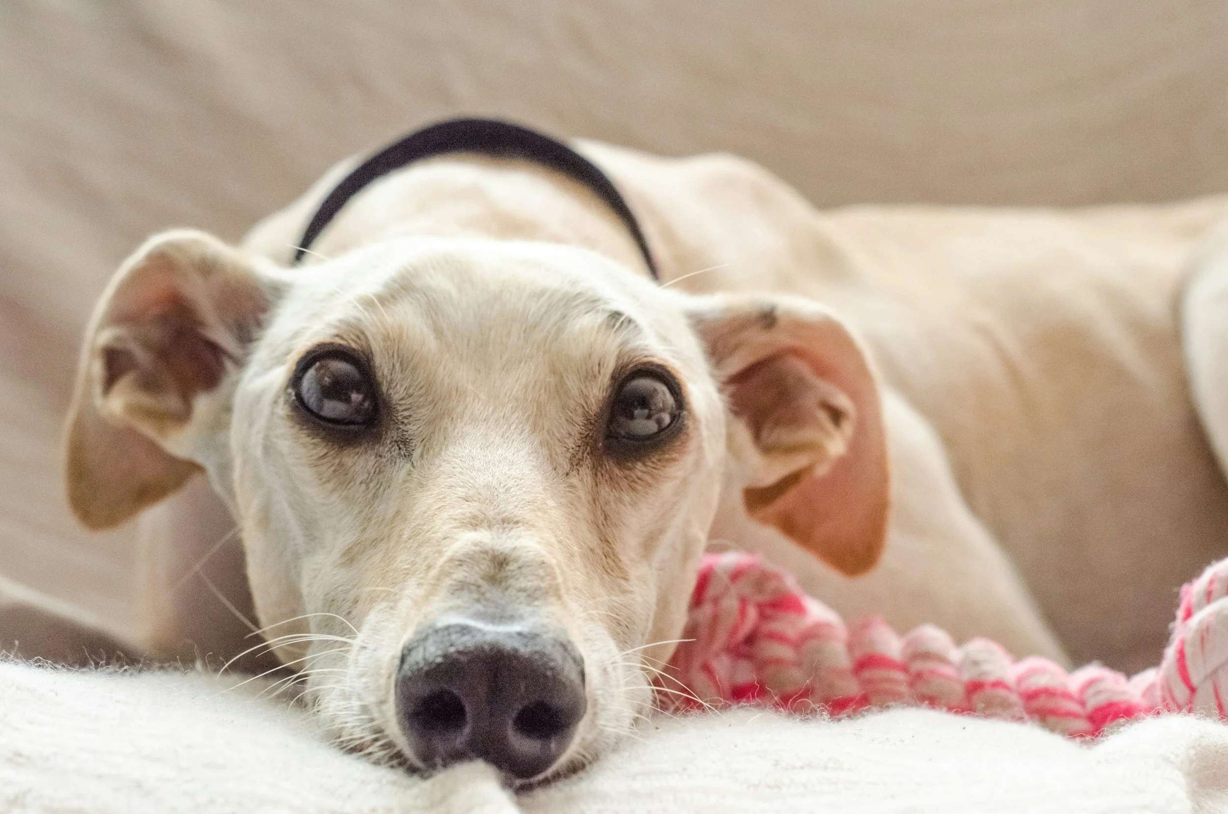 When Fear Changes Your Dog